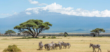 Visa requirements for Pakistan passport holders traveling to Kenya